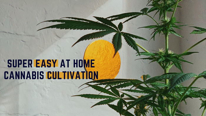 At-Home Cannabis Cultivation: Where To Begin And How To Start Harvesting