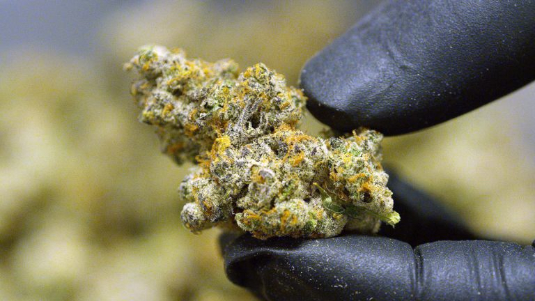 Los Altos Strain: A Dreamy Hybrid With Earthy Leather Flavors And Juicy Sweet Undertones