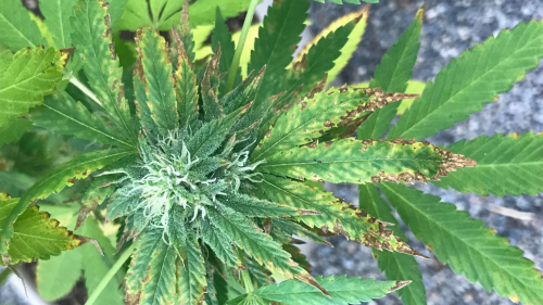 Potassium Deficiency In Cannabis