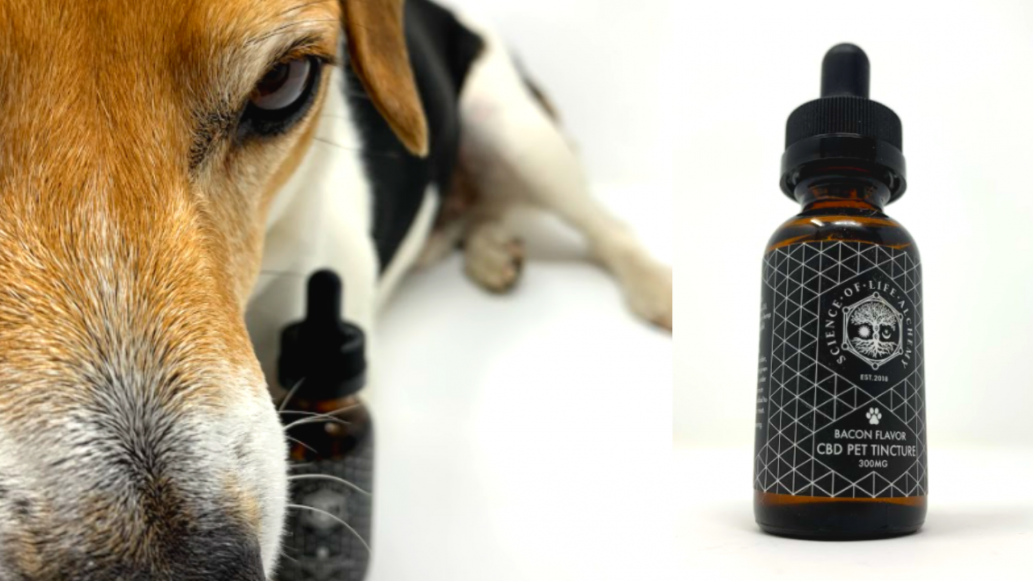 Bacon Pet CBD Tincture Review