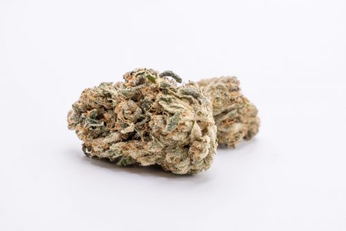 Buddy Buddy Indoor Natural GOT nug on a white background