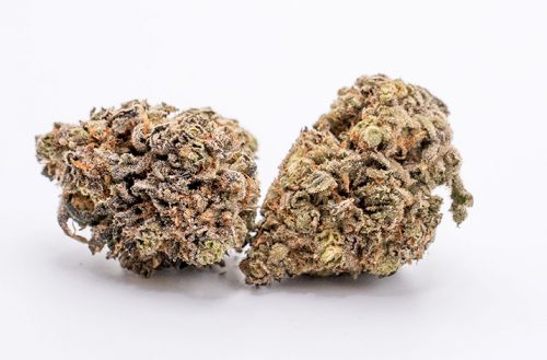 Fatso Strain By Buddy Buddy Indoor Natural: A Gassy Classic Taken To A New Level