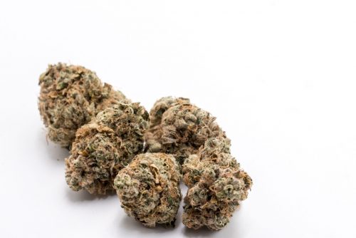 Chem Delight Strain Review Featuring Portland's Cloud Cover Cannabis