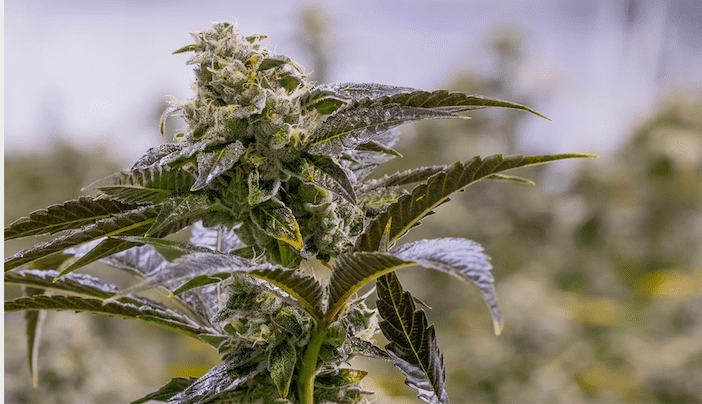 Crescendo Strain - Cannabis Strain Information - THC Design