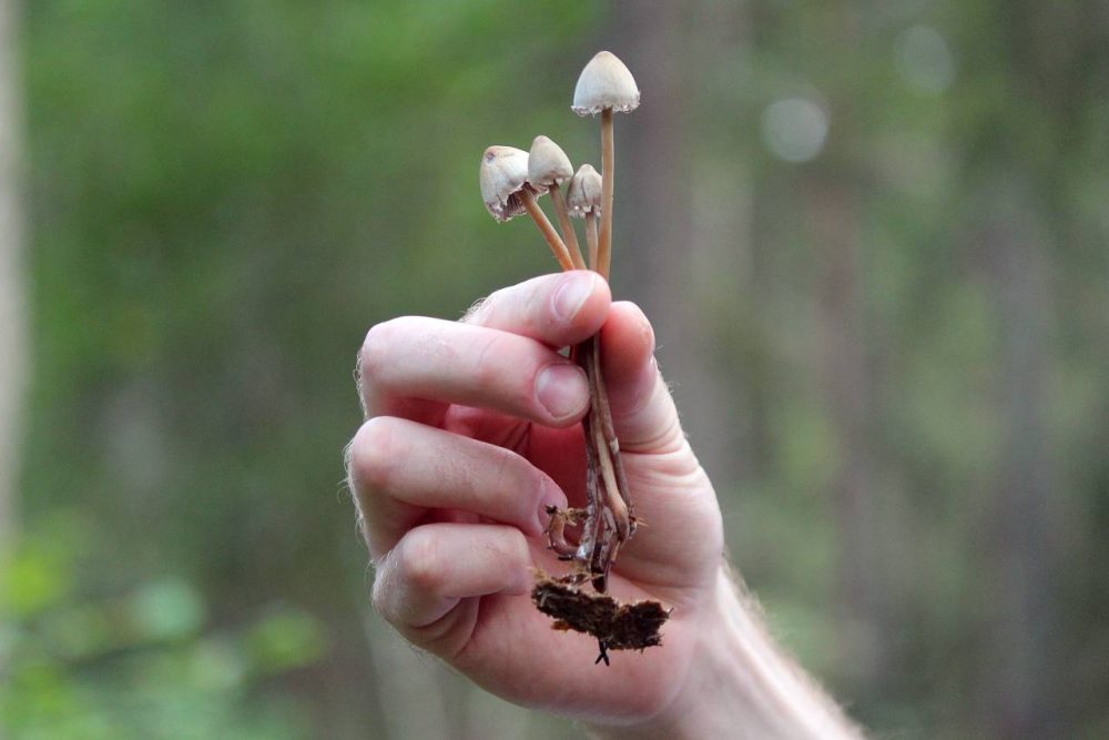 microdose mushrooms with dirt held up by a hand