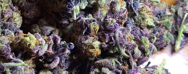 Everything You Need To Know About the Granddaddy Purple Marijuana Strain