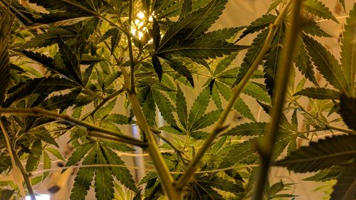 Arizona Begins The Process of Clearing Cannabis Charges Following The Passage of Proposition 207