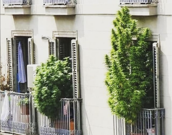 Plants are commonly grown on the balconies of Italian apartments.