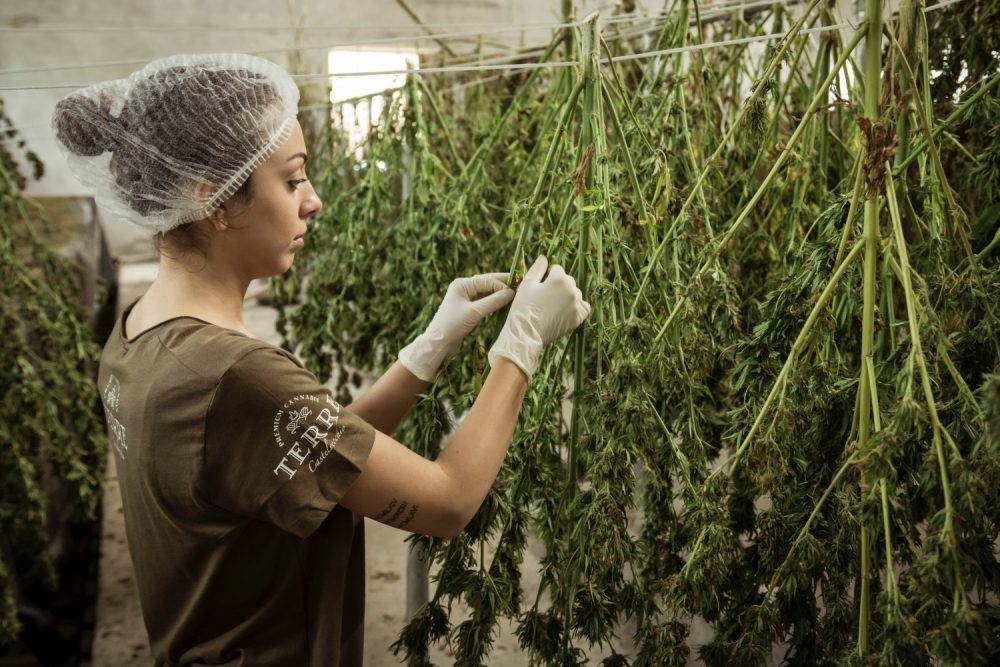 The Drug Enforcement Agency Is Calling For Increased Cannabis Production To Support New Research