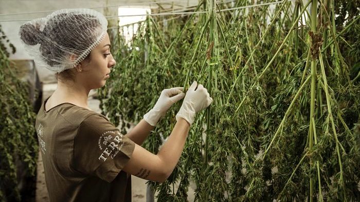 photo of grower in greenhouse