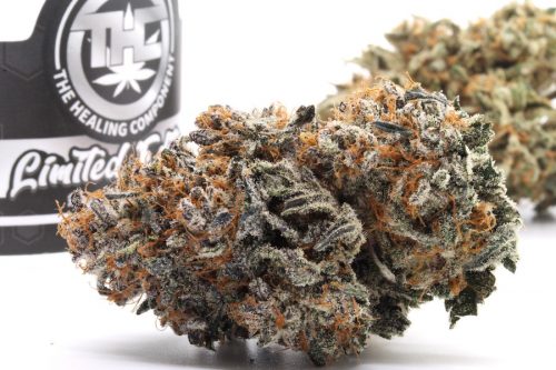 texas roughneck strain