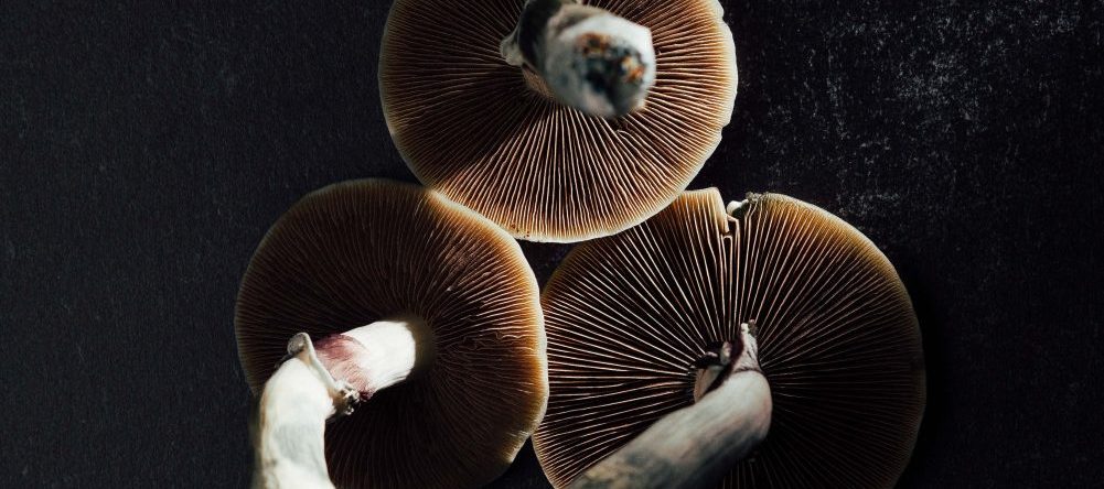 psychedelics opioid use decrease
