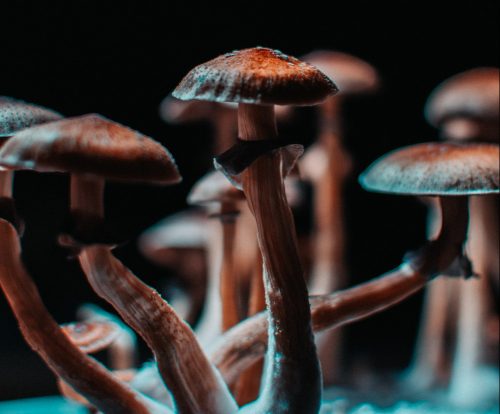 psychedelics opioid use decrease