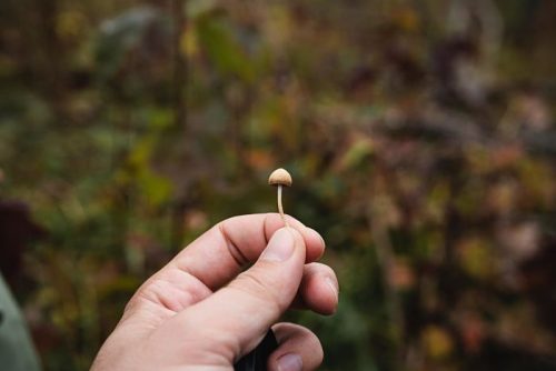 Study Suggests Psilocybin May Reverse Alcohol-Induced Brain Damage