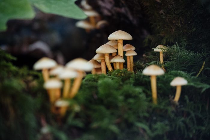 Are Psilocybin Mushrooms Safe to Use?