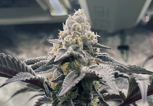 Compound Genetics Brand Feature: California Seed Breeders Producing Top-Shelf Cannabis Strains