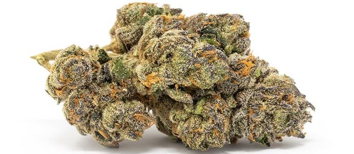 Apples & Bananas Strain by Cookies & Compound Genetics: An Exotic Hybrid With Pungent Fruity And Citrusy Terps