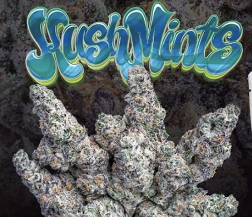 kush mints strain jungle boys