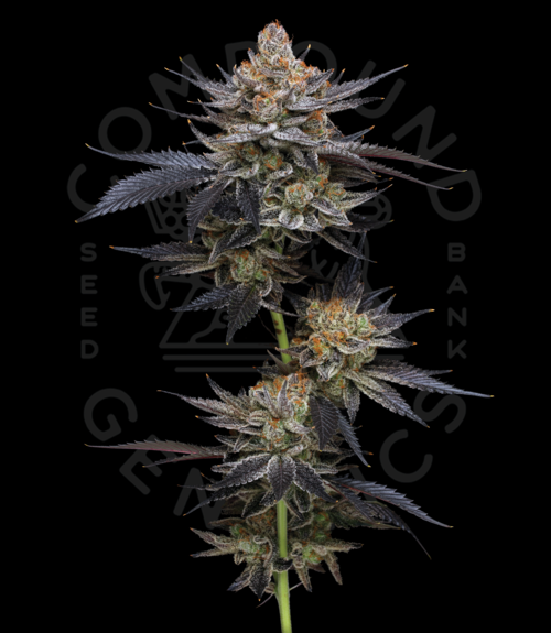 legend orange apricot strain