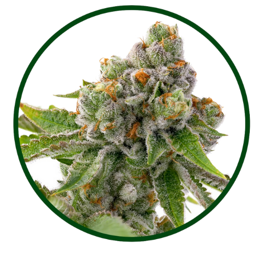 Cookie Jar Cannabis 