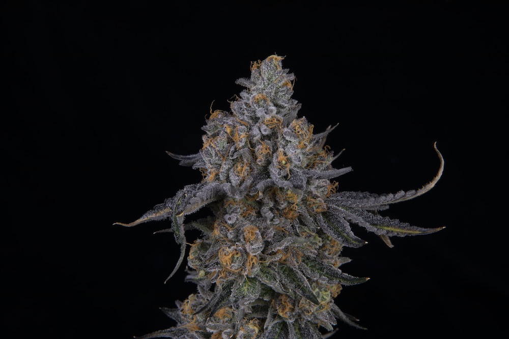 7 days a week strain flower shot