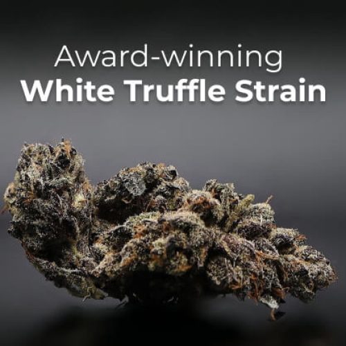 White Truffle Strain Is An Earthy, Nutty, And Hard-Hitting Cultivar