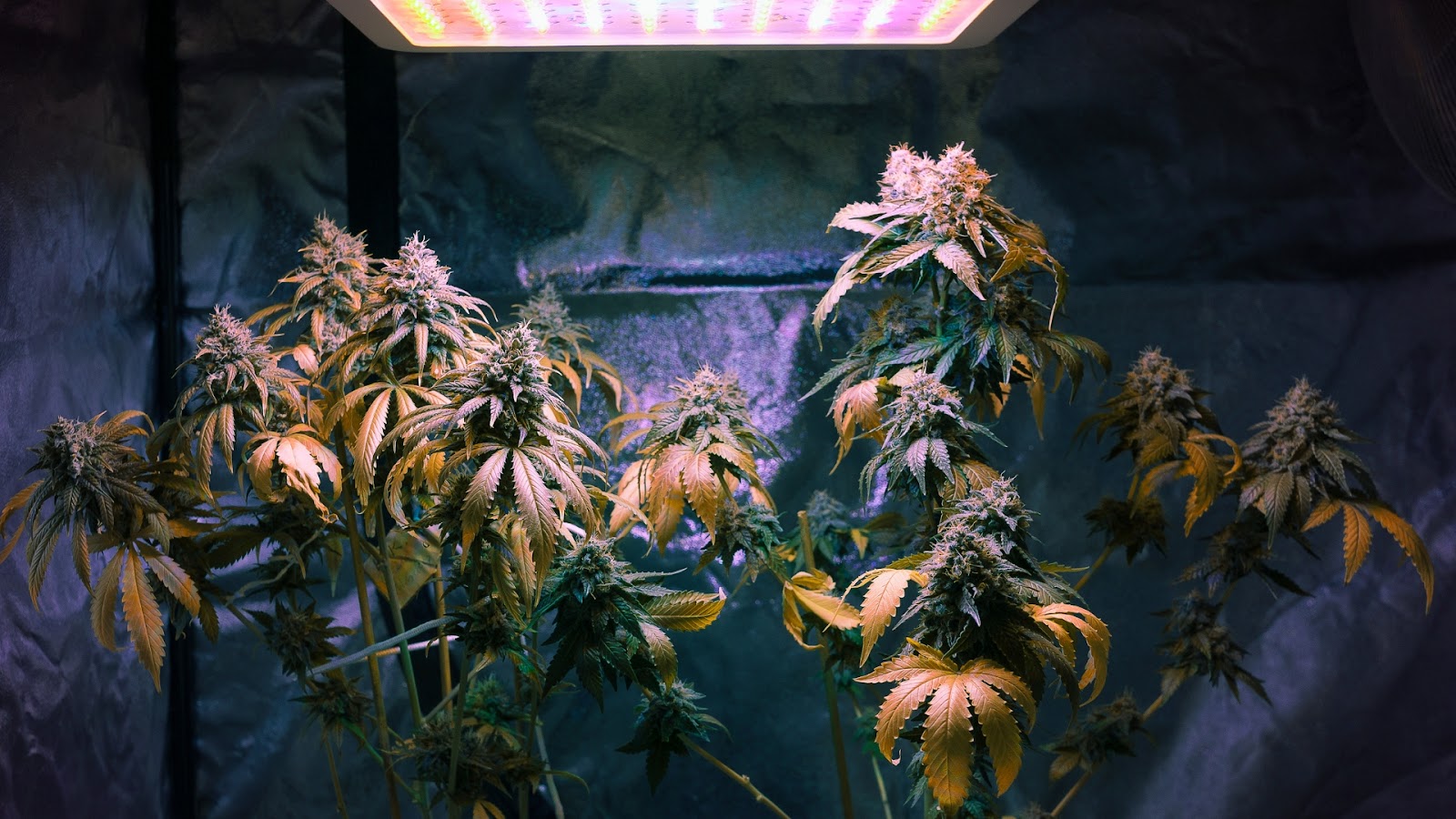 Cannabis grown indoors