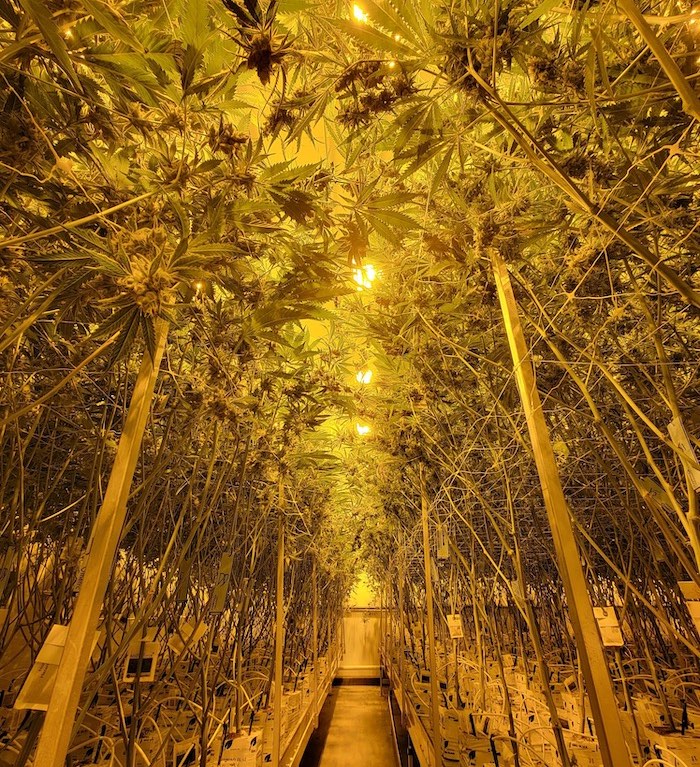 clade9 cultivation facility in LA