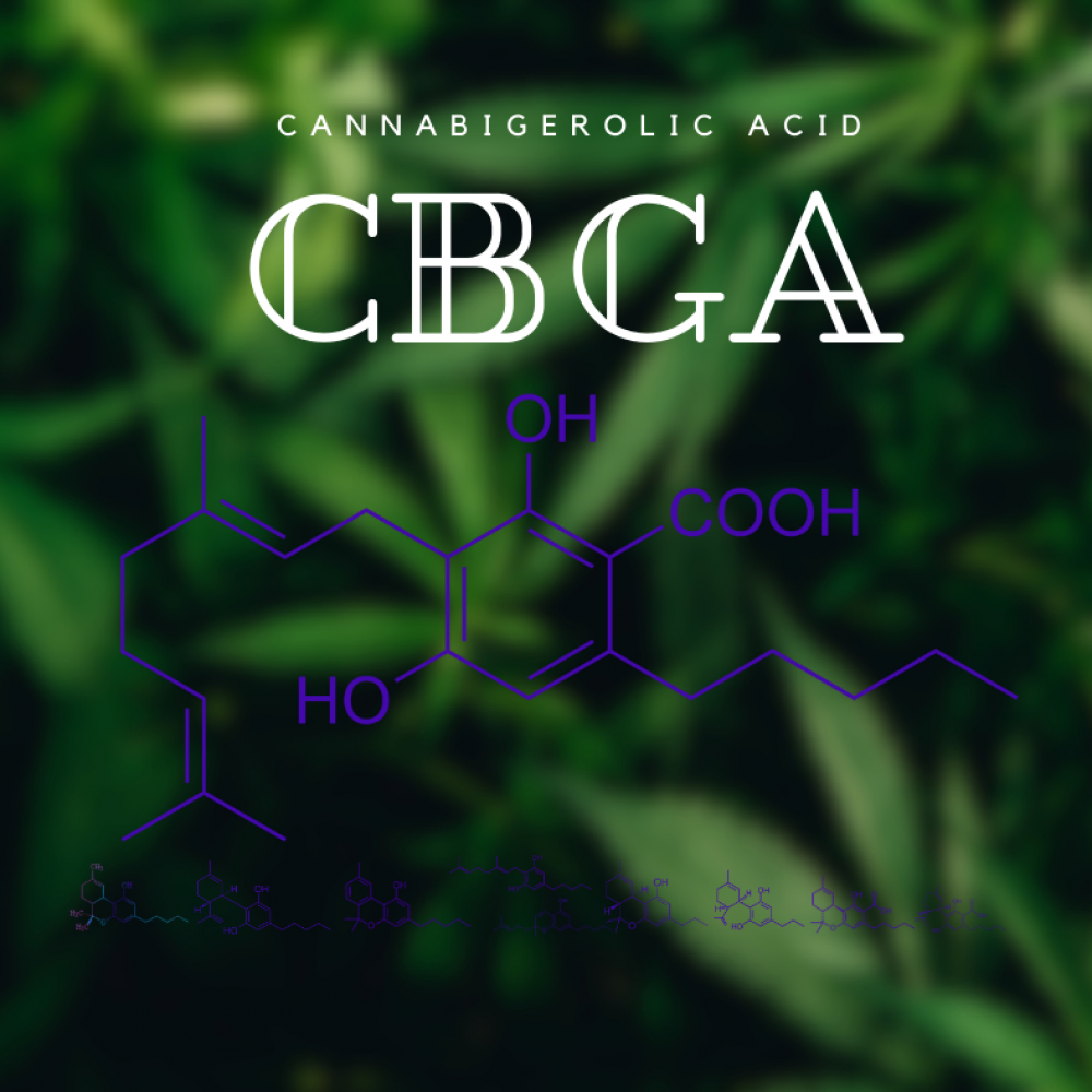 Cannabigerolic-Acid-molecular-formula-CBGA-cannabinoids