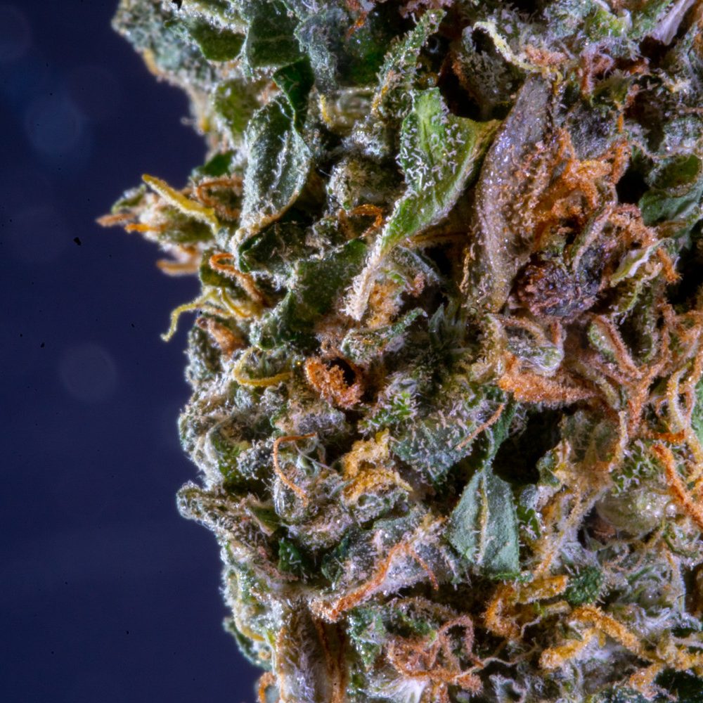 budherd-team-cannabis-cannabinoids-unsplash