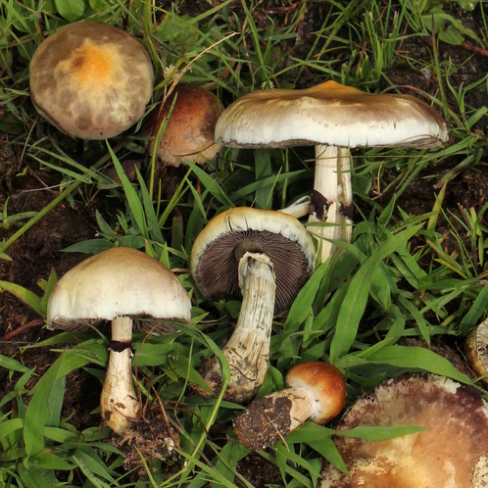 Magic-Mushroom-Psilocybe-cubensis-·-iNaturalist-1