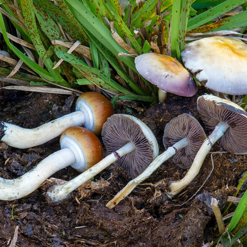 wikipedia/wiki/Psilocybe_cubensis/media/File:Cubensis