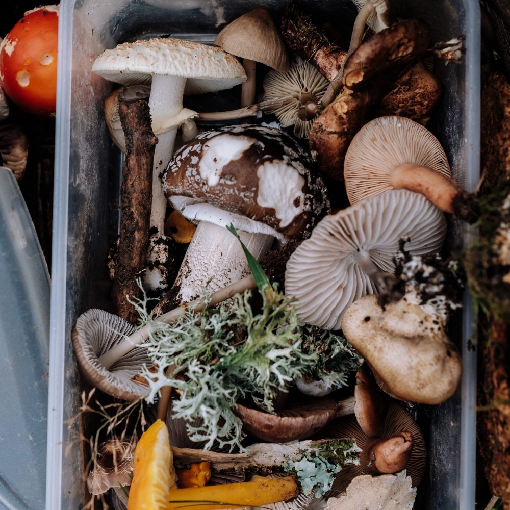 annie-spratt-eF4zd09O4b8-unsplash-shrooms