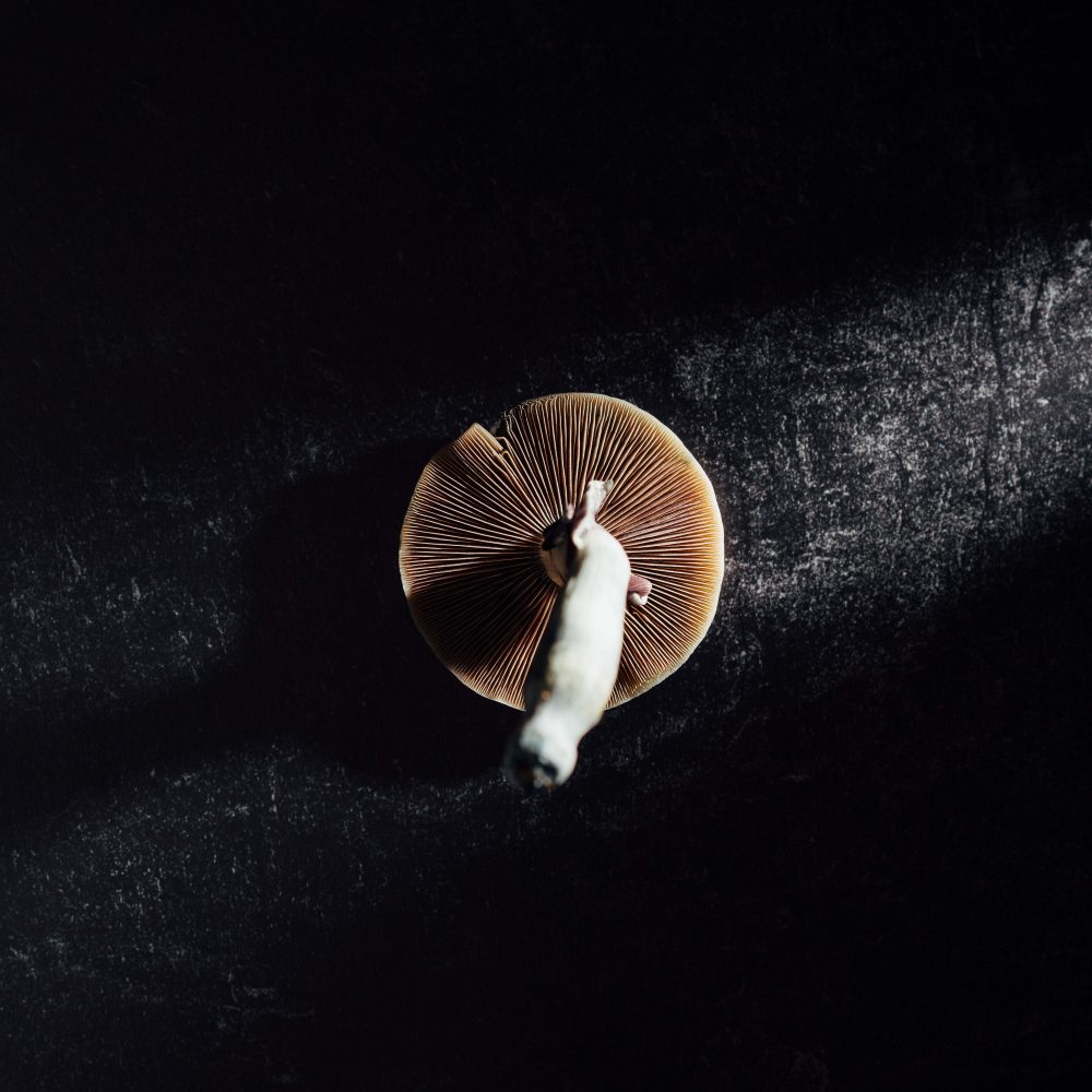 christopher-ott-KruHkFdA4lE-unsplash-shrooms