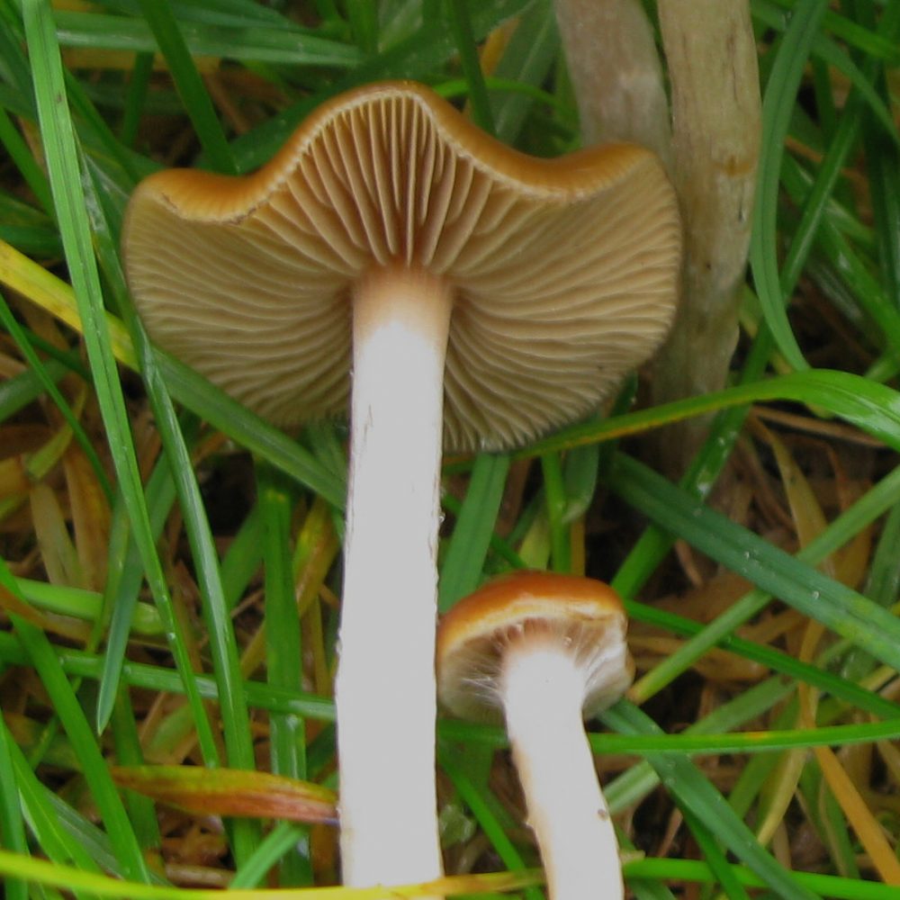 wavy-caps-explore.beatymuseum.ubc_.ca-mushroomsup-P_cyanescens