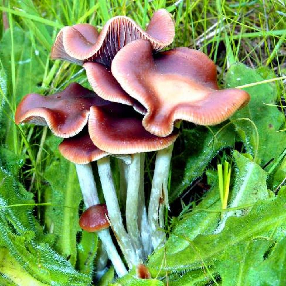 wavy-caps-first-nature-fungi-psilocybe-cyanescens