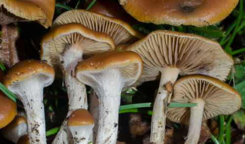 inaturalist-taxa-179085-Psilocybe-cyanescens