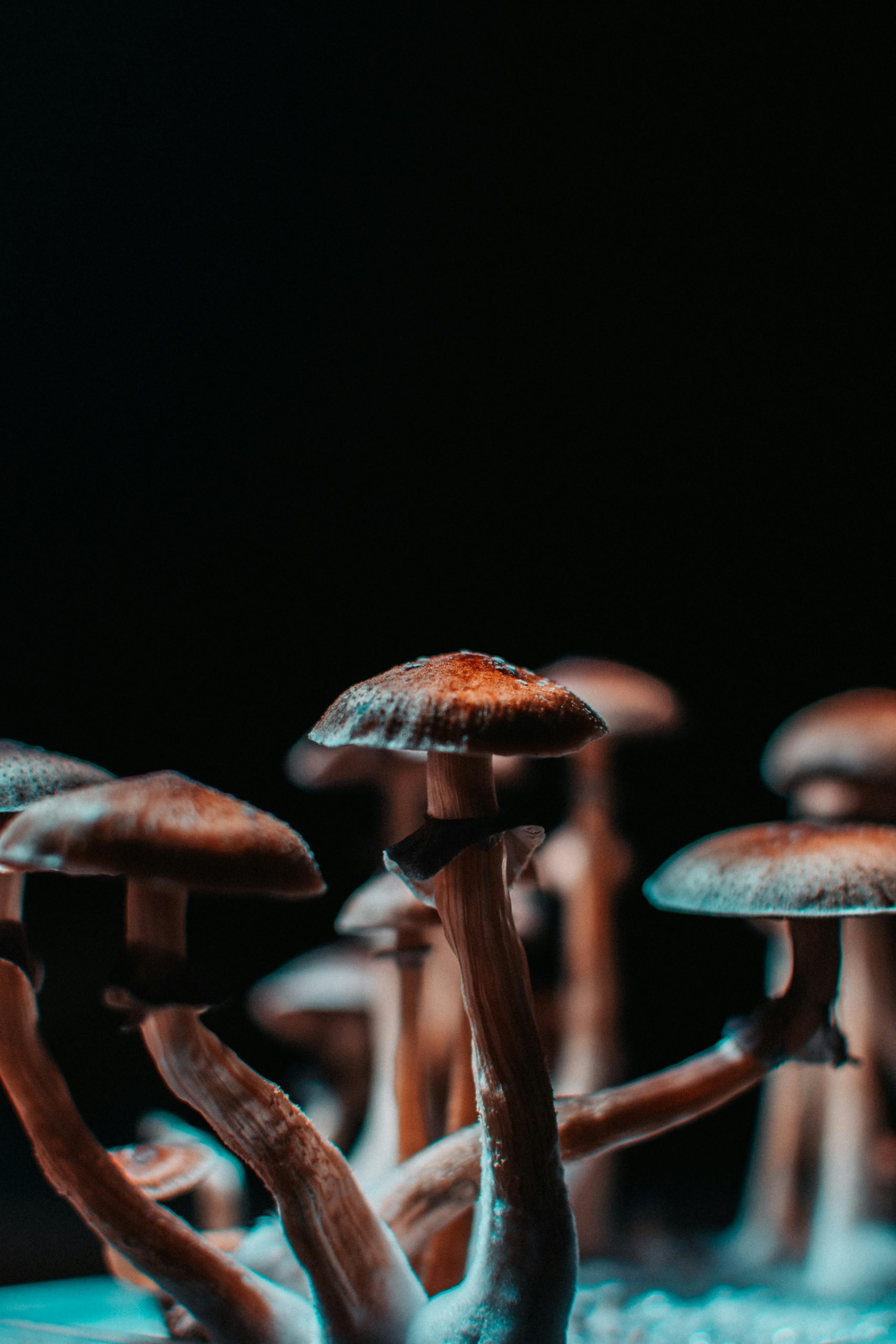 marco-allegretti-fg9iuWCJsko-unsplash-psilocybin