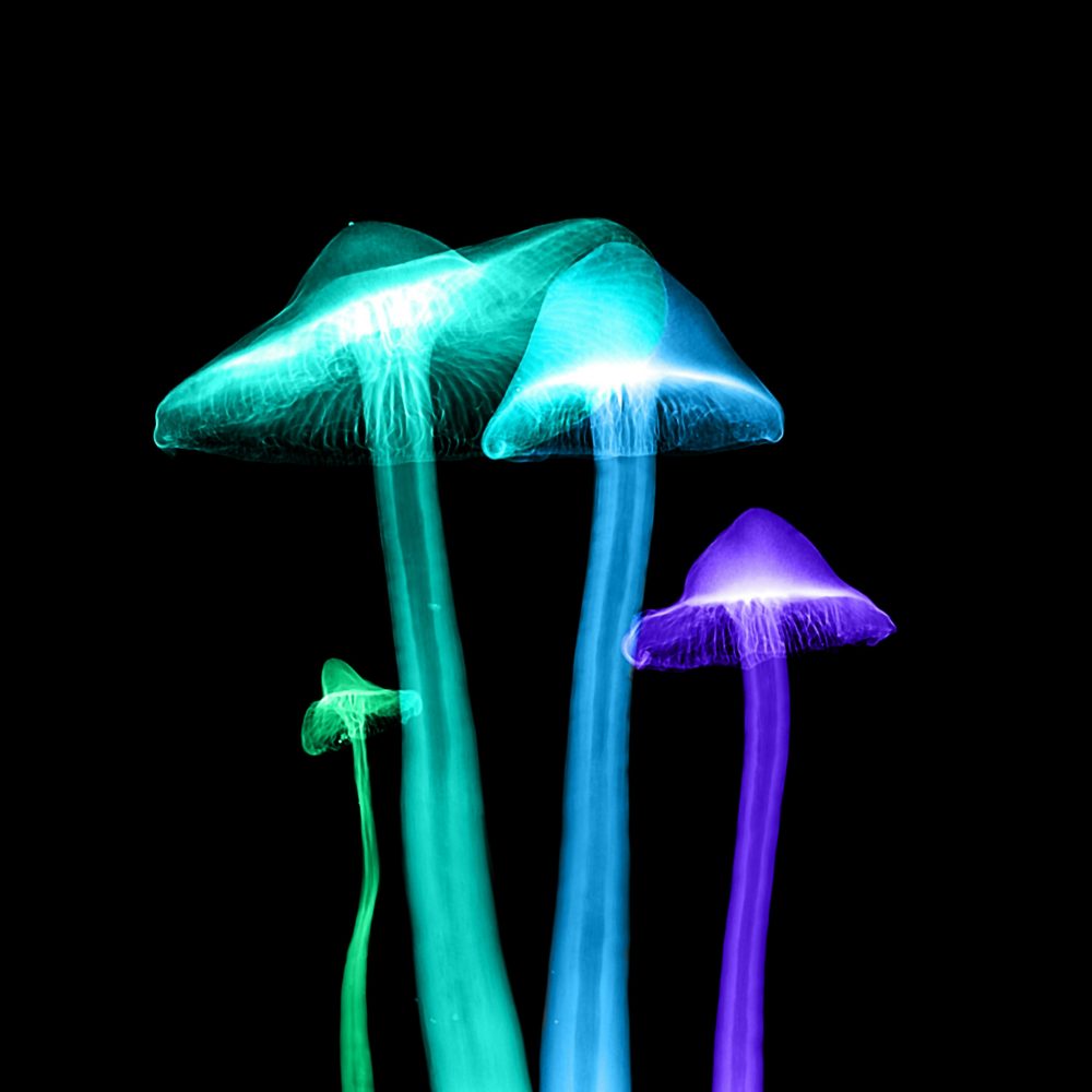 mathew-schwartz-fK2E0NT2Pgw-unsplash-psilocybin