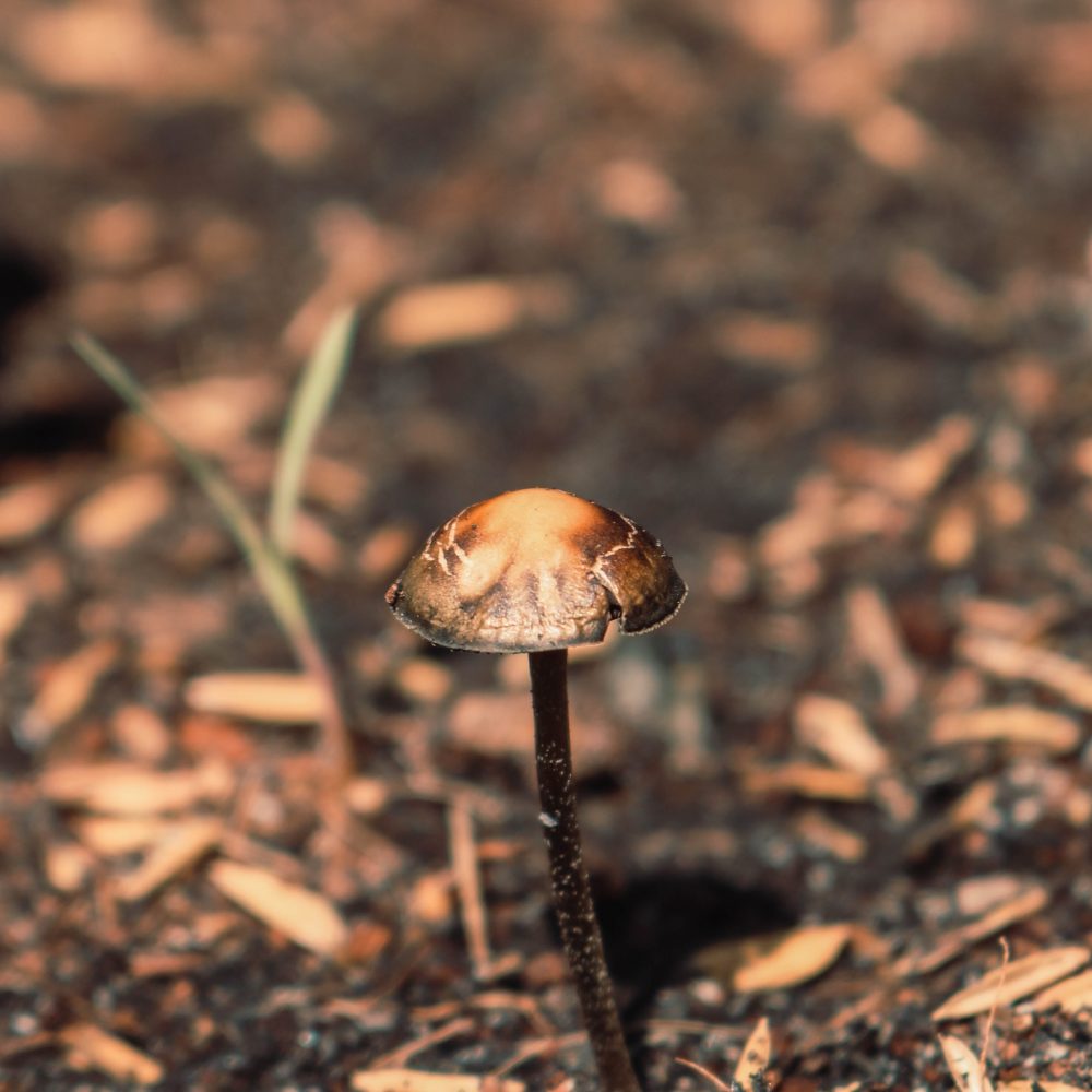 pexels-loifotos-4428665-psilocybin-mushroom-strains