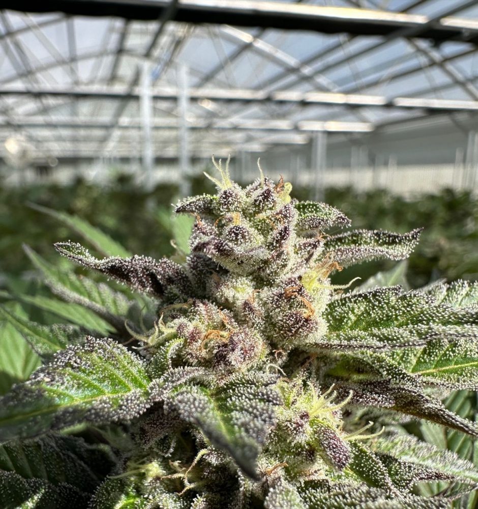 Why Proper Plant Nutrition Is So Important for Cannabis