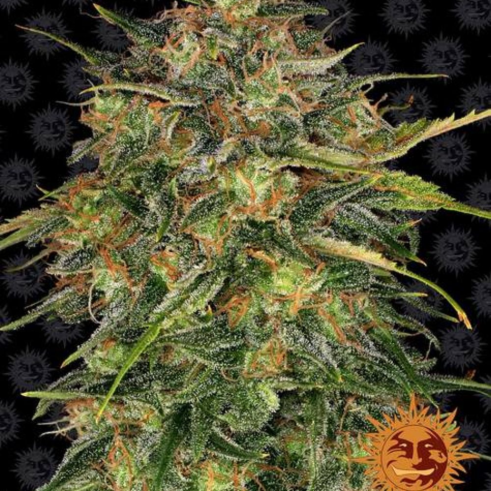 barneysfarm-cheese-weed-strain