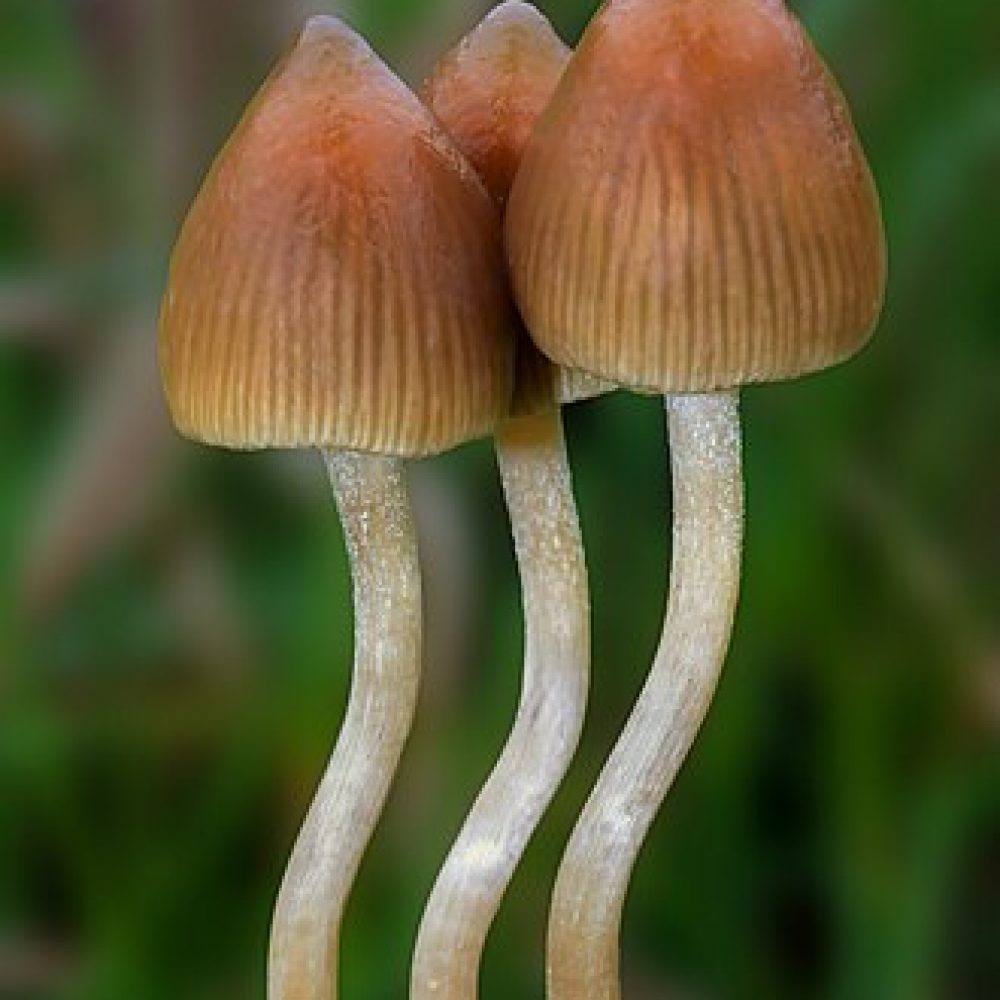 en.wikipedia.org-wiki-Psilocybe-semilanceata