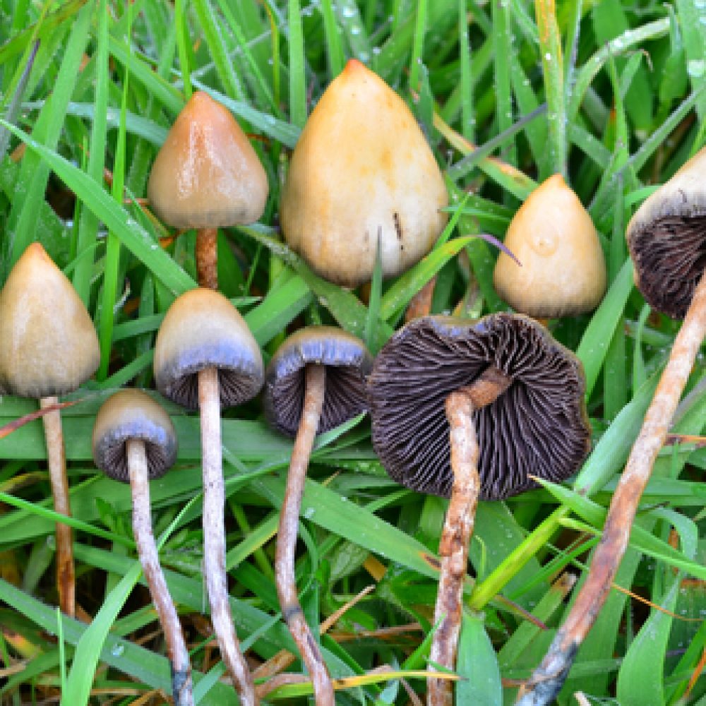 inaturalist-taxa-54025-Psilocybe-semilanceata