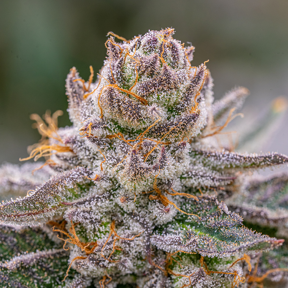 The Grape Gasoline Strain Blends Sour Funky Gas With Creamy Sweet ...