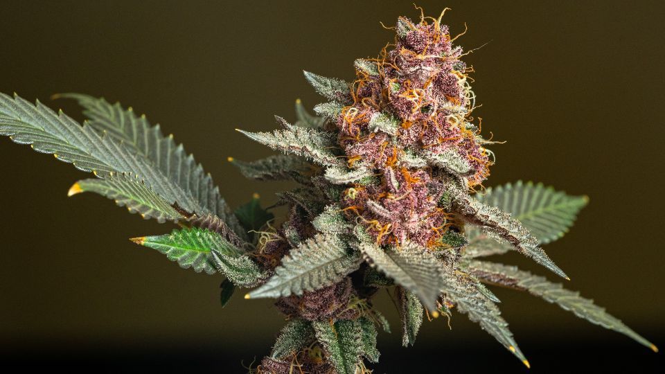 Candy Gas Weed: 5 Popular Reasons Why Platinum Lemon Cherry Gelato Defines It