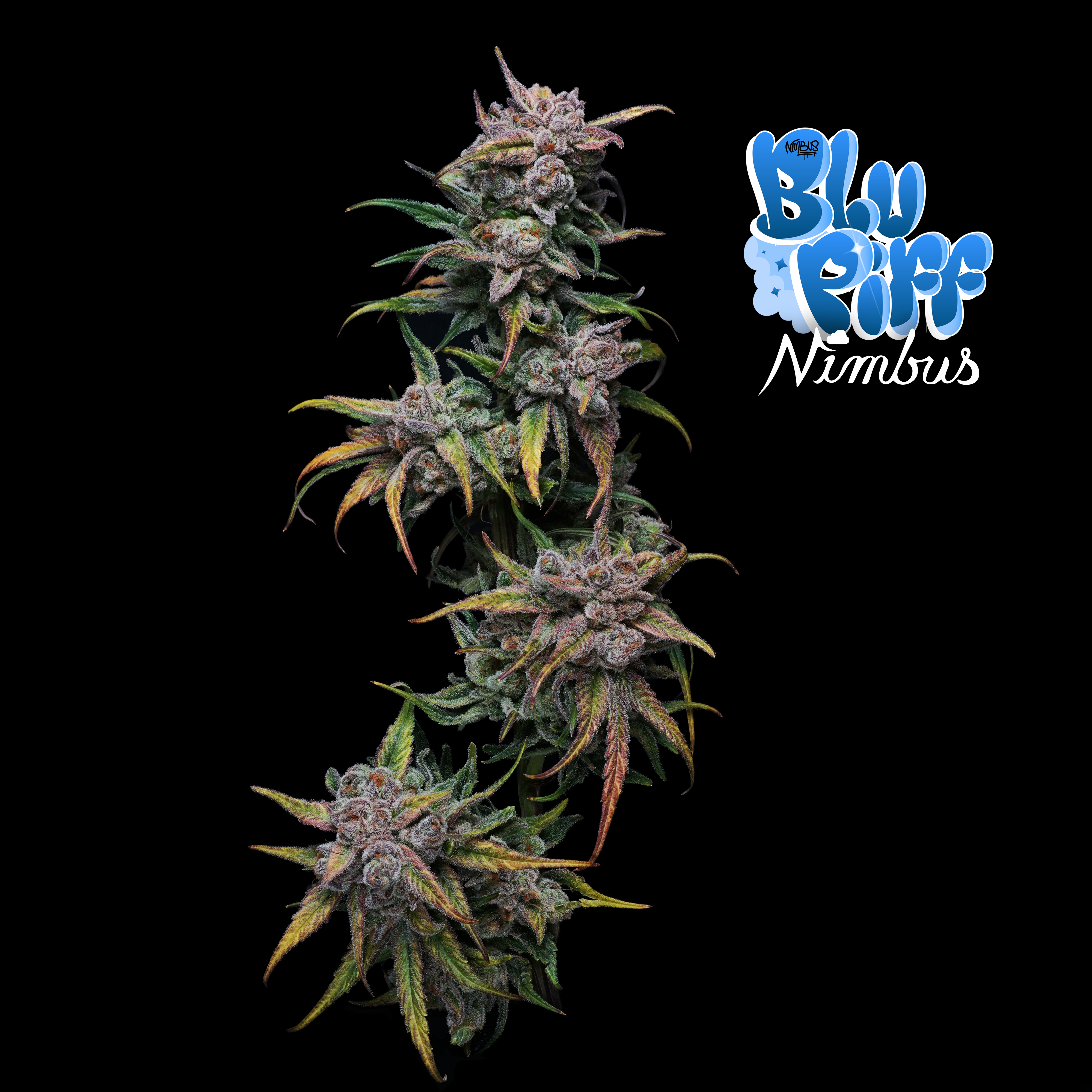 Nimbus cannabis