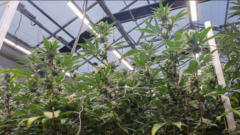 Dewey Cannabis
