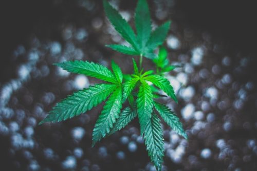 Zennetix