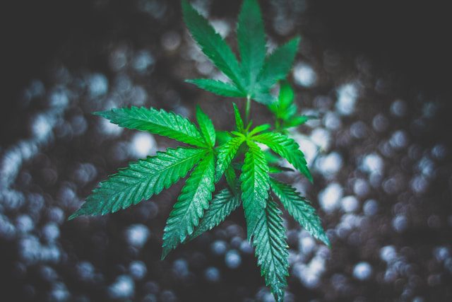 Zennetix